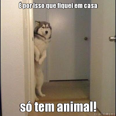  por isso que fiquei em casa s tem animal!