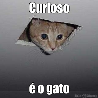 Curioso  o gato