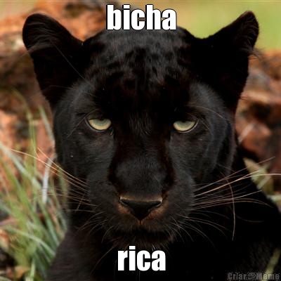 bicha rica