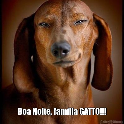  Boa Noite, famlia GATTO!!!