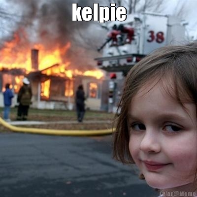kelpie 