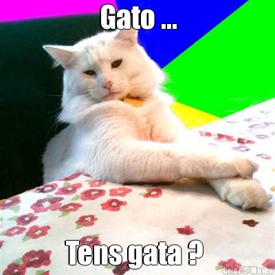 Gato ... Tens gata ? 