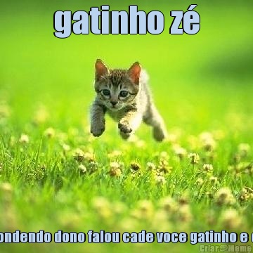 gatinho z O gatinho z estava se escondendo dono falou cade voce gatinho e o gato z falou fui pro canio